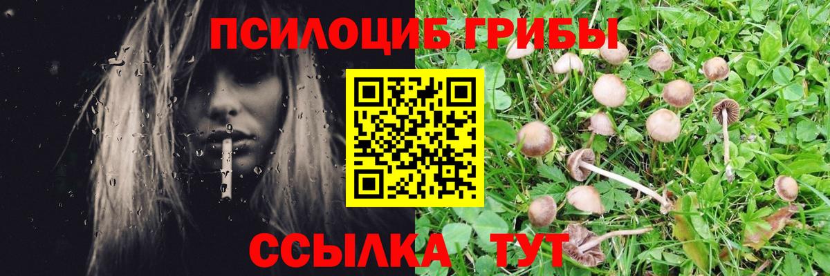Вичуга  Псилоцибиновые грибы Magic Shrooms  что такое   Вход с VPN 